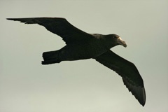 Giant Petrel